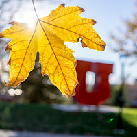 Autumn Leaf and Red U